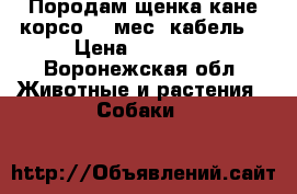 Породам щенка кане корсо (9 мес. кабель) › Цена ­ 15 000 - Воронежская обл. Животные и растения » Собаки   